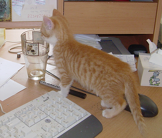 Bambam bei der PC- und Kaffeeglas - Kontrolle