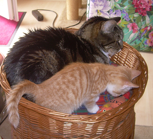 Tiger und Sparrow schließen Freundschaft