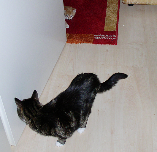 Bambam und Tiger