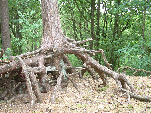 Wurzelwerke in den Osenbergen